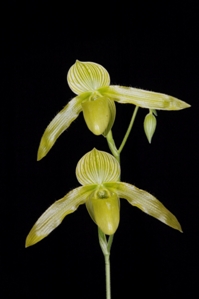 Paphiopedilum Recovery Sunset Valley Orchids AM/AOS 81 pts. - Inflorescence